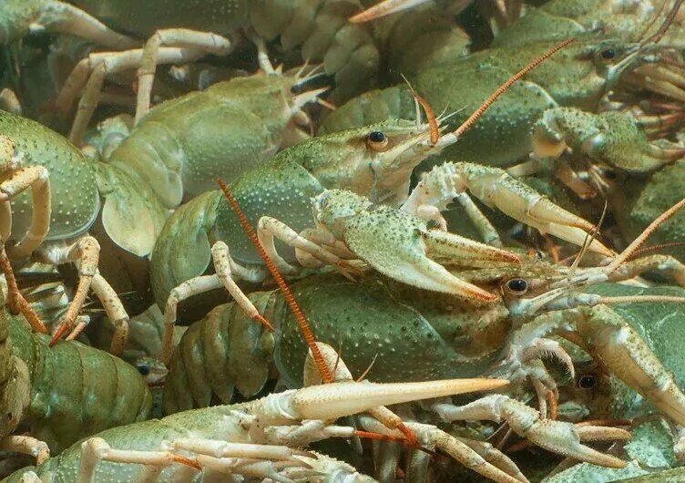 Мир раков фото Раки, рыба и морепродукты, Центральная ул., 19В, село Кудиново - Яндекс Карты
