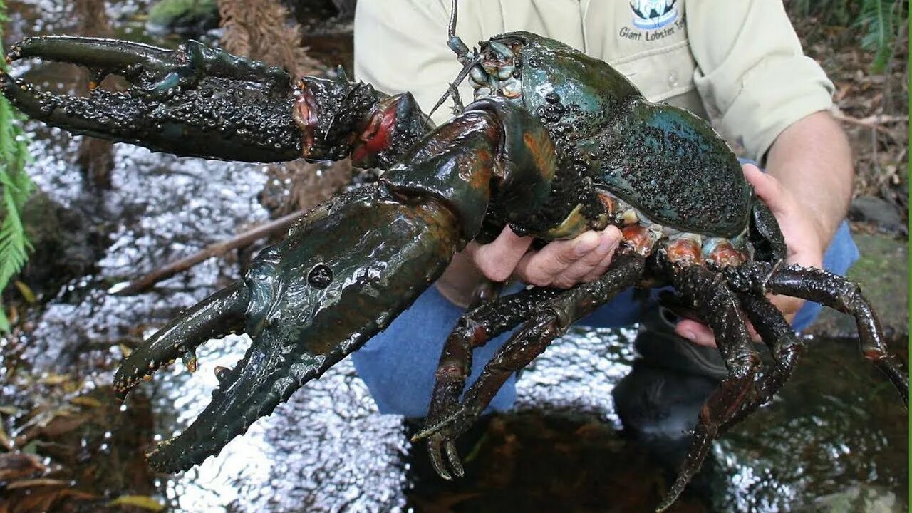 Мир раков фото Fakta unik Lobster Air Tawar (LAT) TERBESAR di DUNIA. / Facts about the largest 