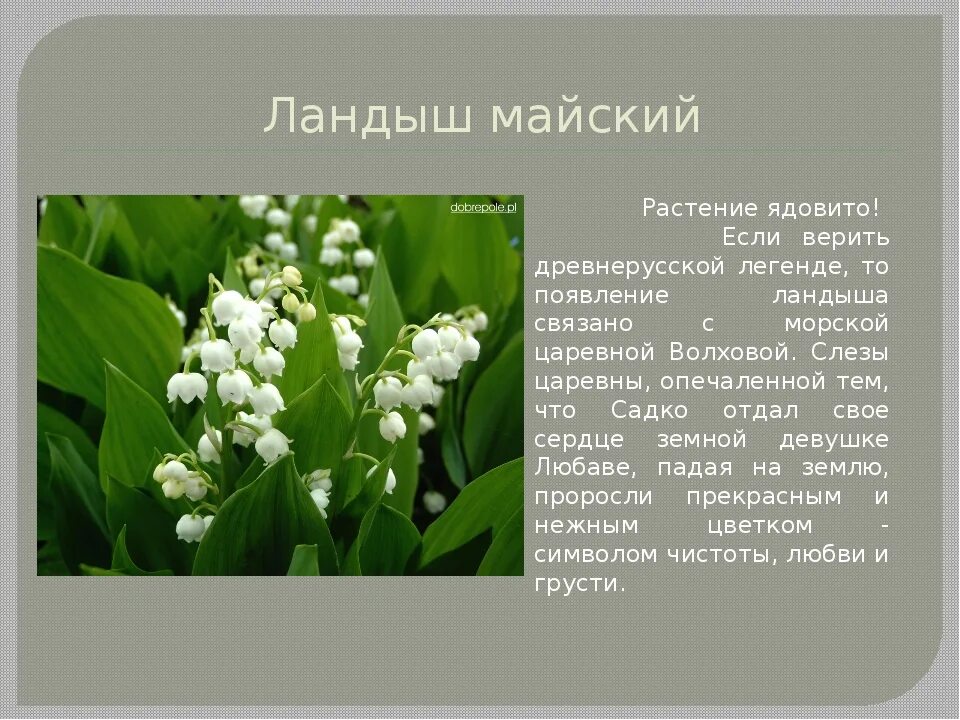 Мир растение фото и описание Ядовитые растения занесенные в красную книгу - MosRosa.ru