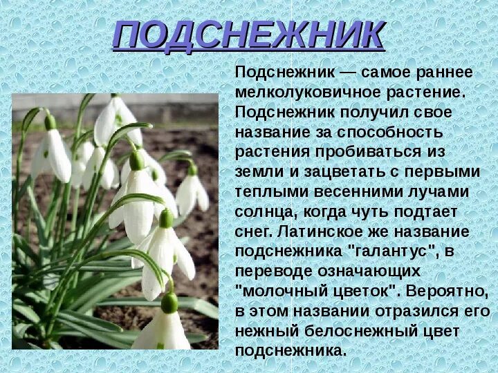 Мир растение фото и описание Растения Красной книги Татарстана - презентация
