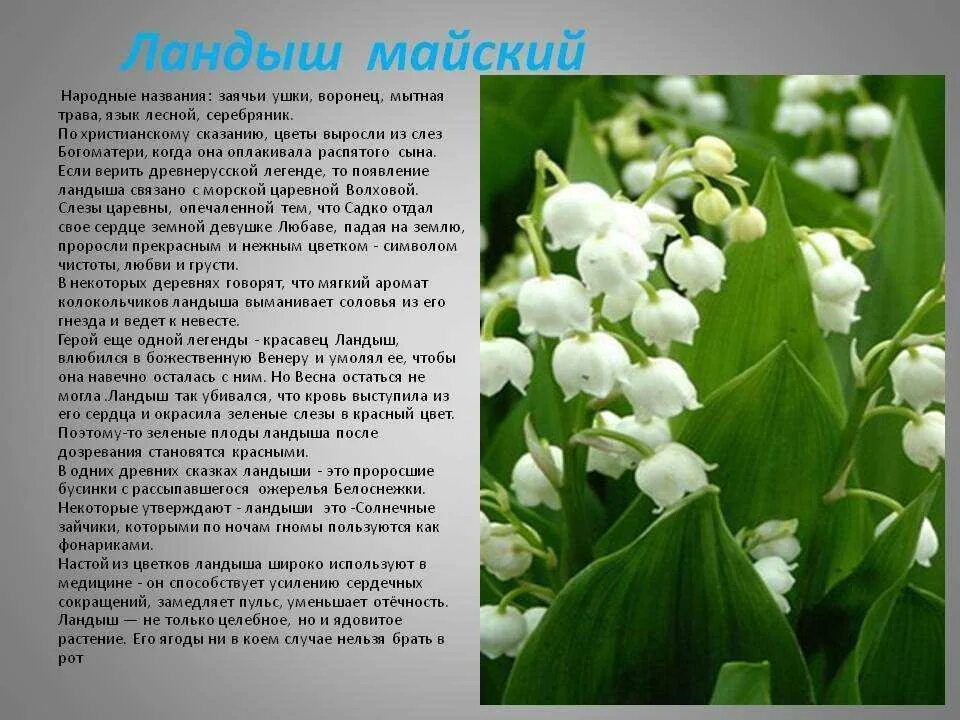 Мир растение фото и описание Информация о ландыше - CormanStroy.ru