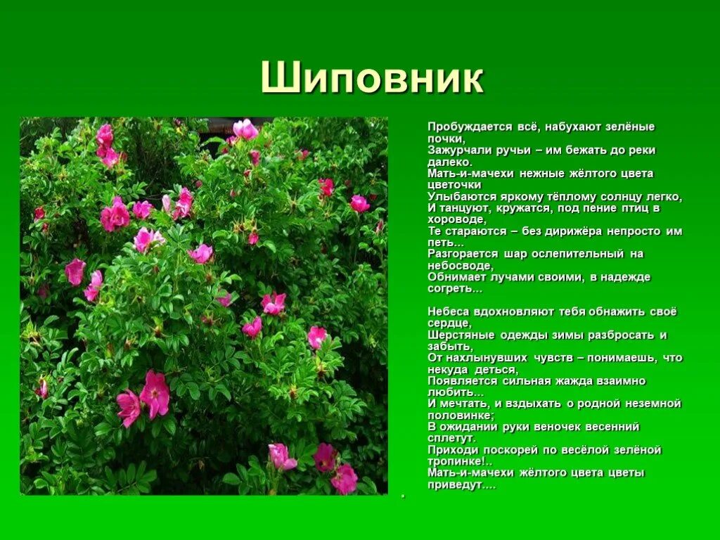 Мир растение фото и описание Мир растений нашего края