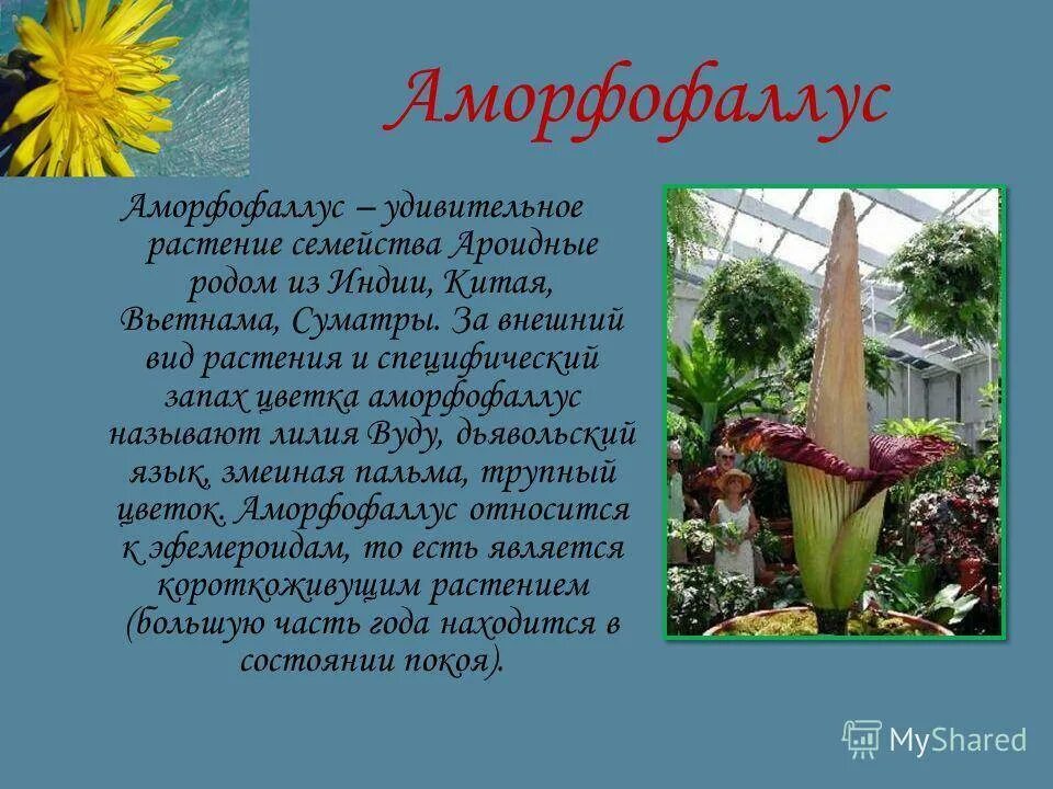 Мир растение фото и описание Необычный цветок рассказ - CoffeePapa.ru