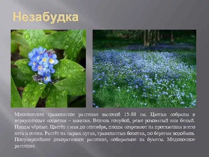 Мир растение фото и описание Картинки ТРАВЯНИСТЫЕ РАСТЕНИЯ ЛЕСА 2 КЛАСС