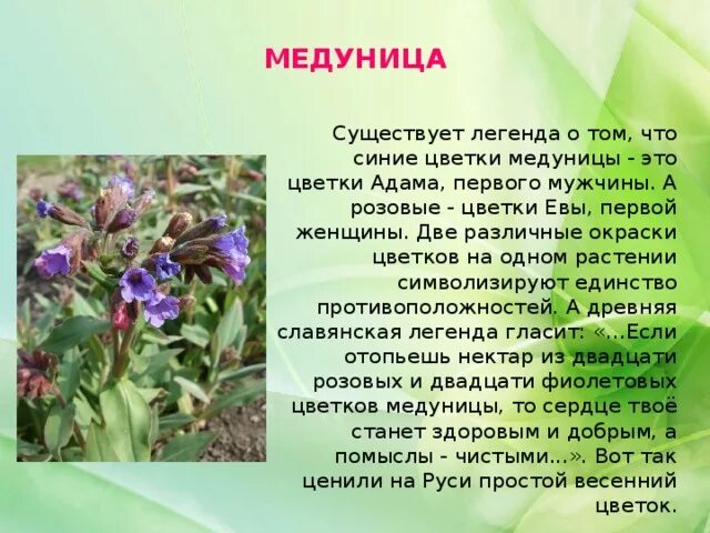 Мир растение фото и описание ПЕРВОЦВЕТЫ КРЫМА в сказках и легендах