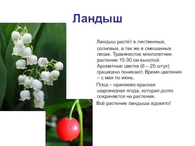 Мир растение фото и описание Ландыш описание фото - DelaDom.ru