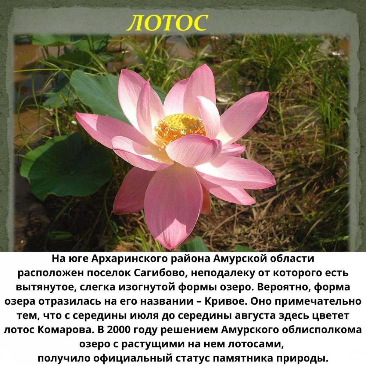 Мир растение фото и описание Сведения о растении из красной книги: найдено 80 изображений