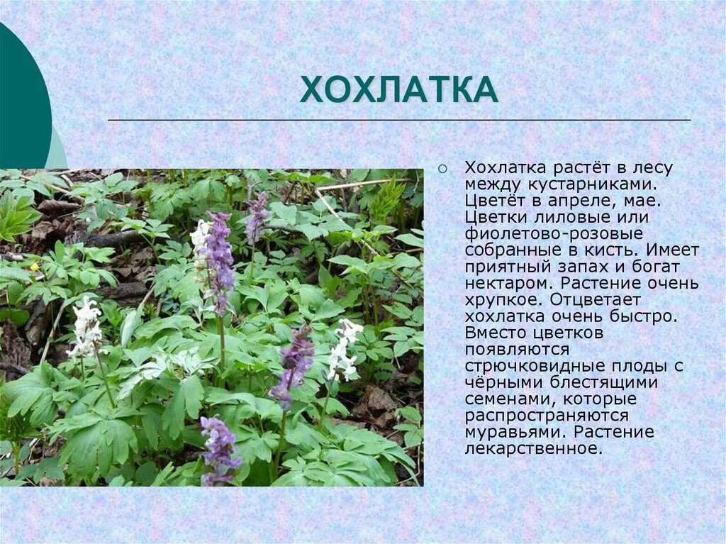 Мир растение фото и описание Картинки КНИГА ЗЕЛЕНЫЕ СТРАНИЦЫ ЛЕСНЫЕ ЗОНЫ