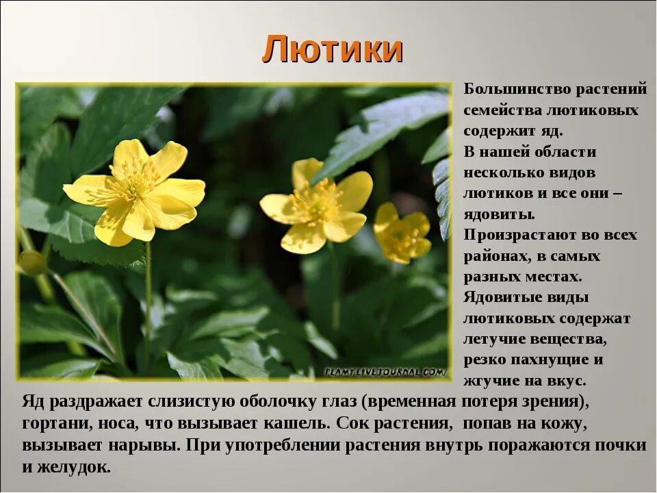 Мир растение фото и описание Характеристика цветок на земле 3 класс: найдено 82 картинок