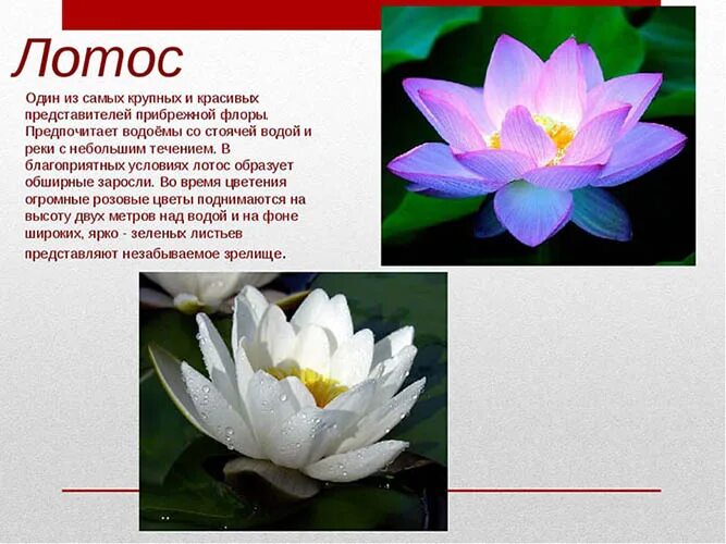 Мир растение фото и описание Лотосовые поля, Астрахань. Фото, экскурсии, когда цветут