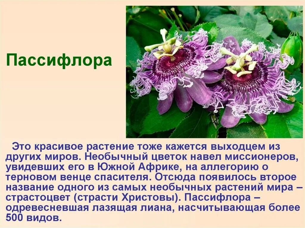 Мир растение фото и описание Описание пассифлора фото - DelaDom.ru