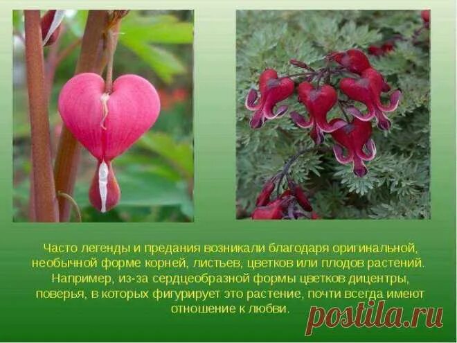 Мир растение фото и описание Интересные факты и легенды о цветах Во саду ли... Постила