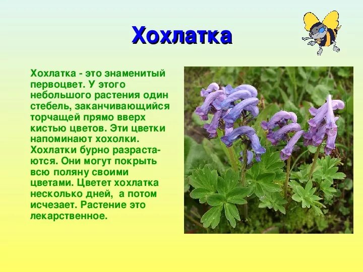Мир растение фото и описание Проект"Кто такие первоцветы?