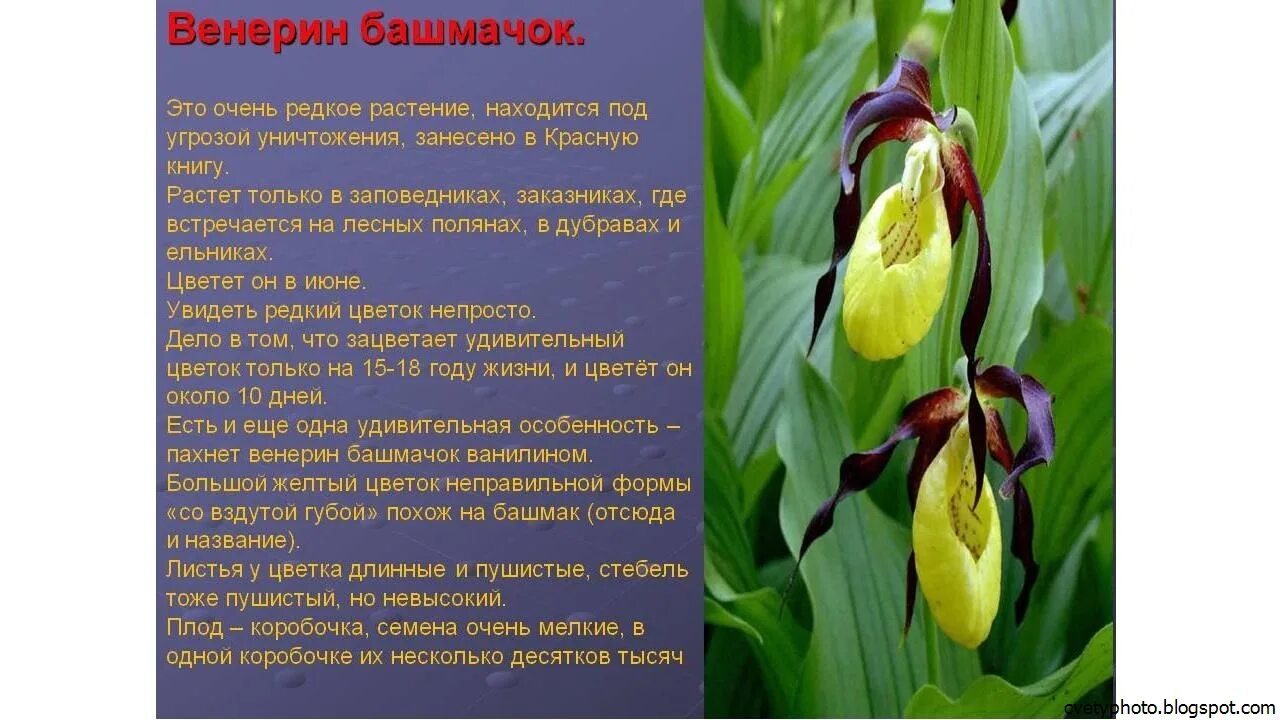 Мир растение фото и описание Картинки ВЕНЕРИН БАШМАЧОК ОПИСАНИЕ РАСТЕНИЯ