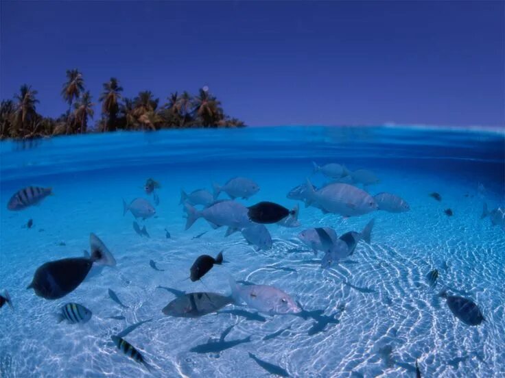Мир воды фото Clear Water World Beach wallpaper, Ocean landscape, Underwater wallpaper