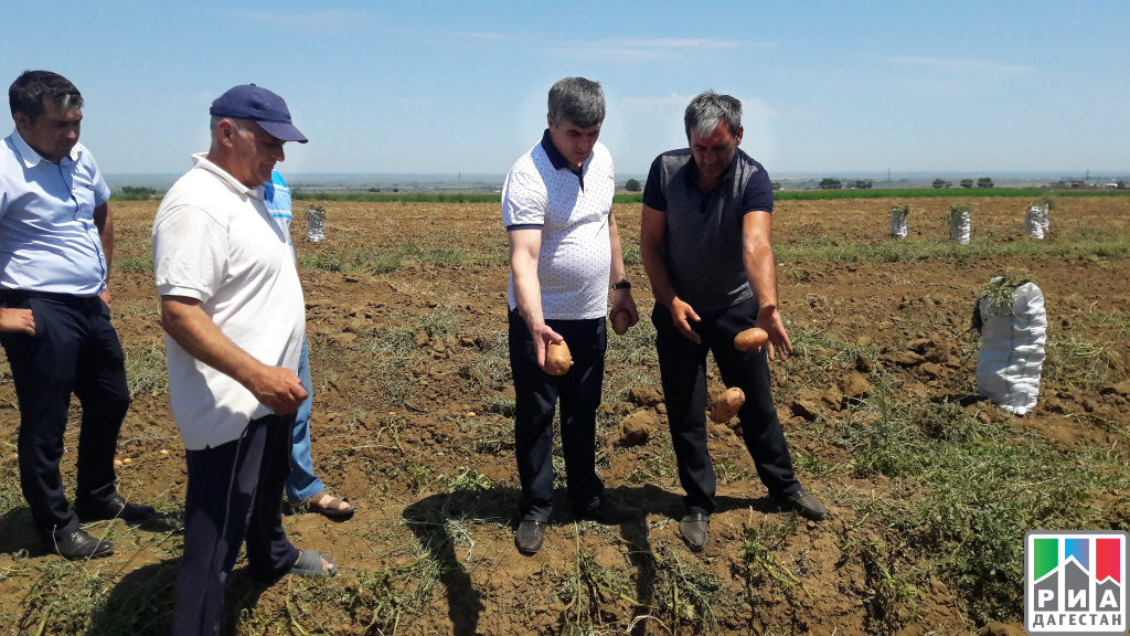 Мира экоплант республика дагестан кумторкалинский район фото Благодаря развитию сельского хозяйства в Кумторкалинском районе решили социальну