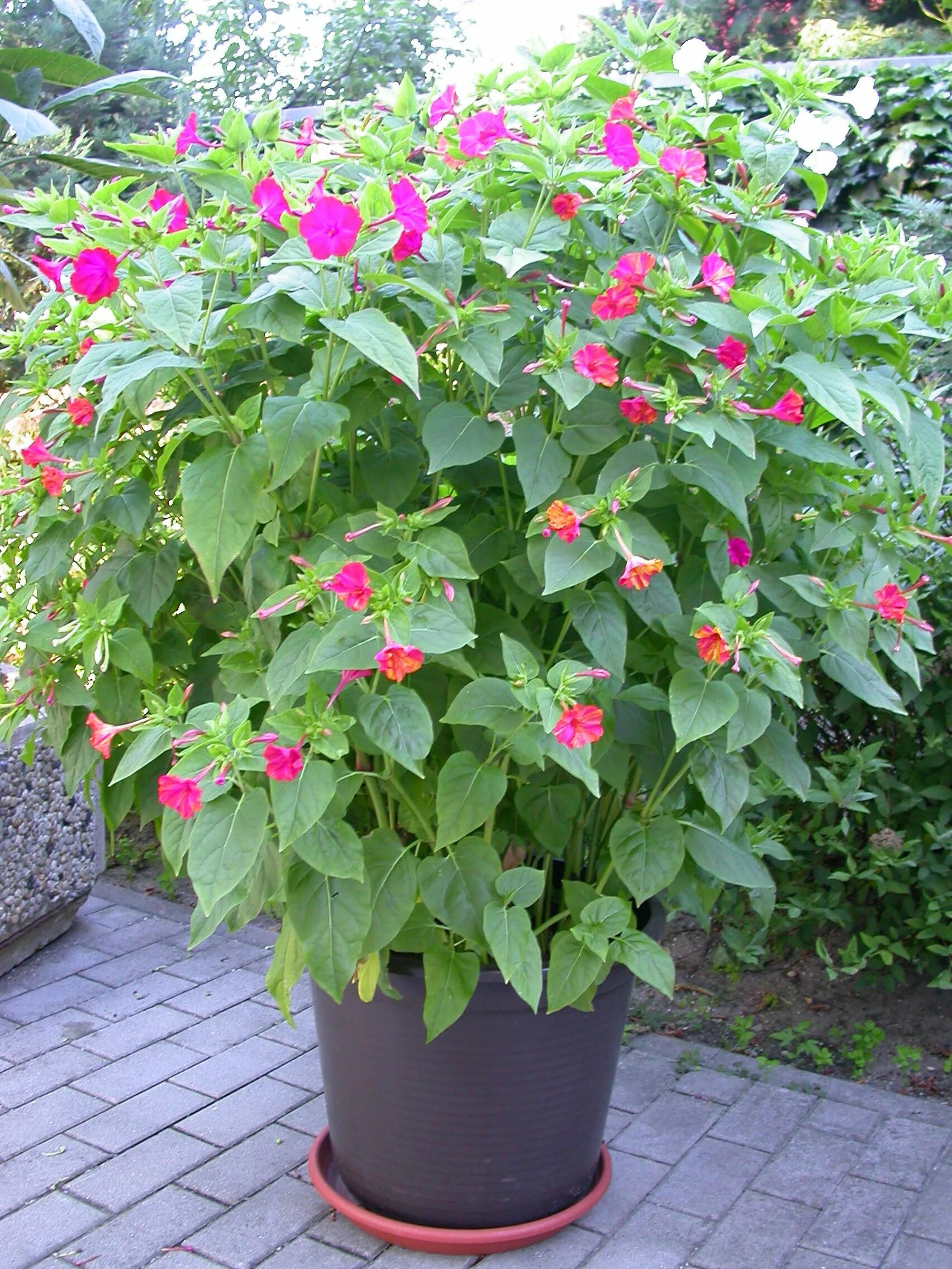 Мирабилис фото и описание посадка уход Mirabílis Belas flores, Flores, Botânico