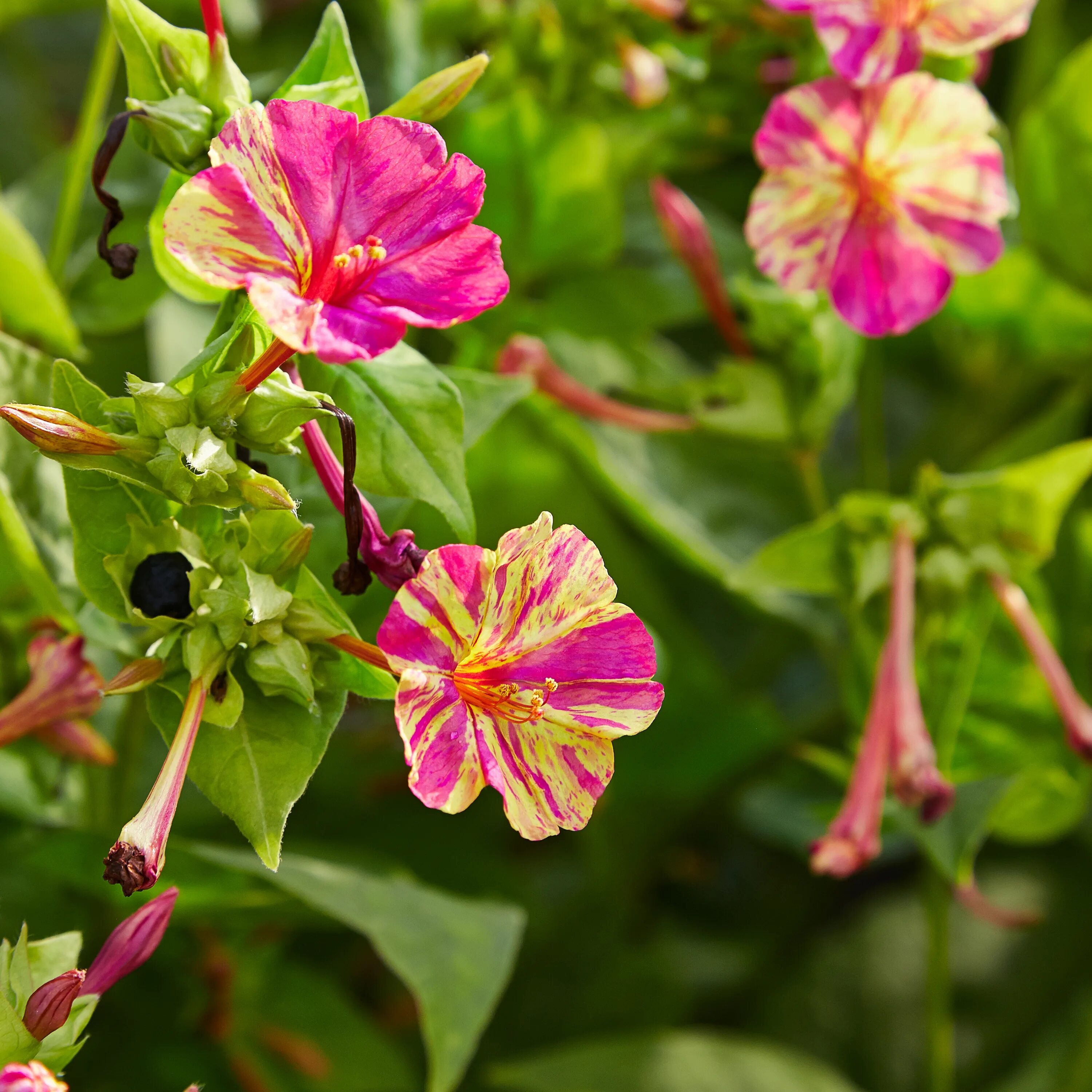 Мирабилис фото цветов File:Mirabilis jalapa 'bicolor'-IMG 9208.jpg - Wikimedia Commons