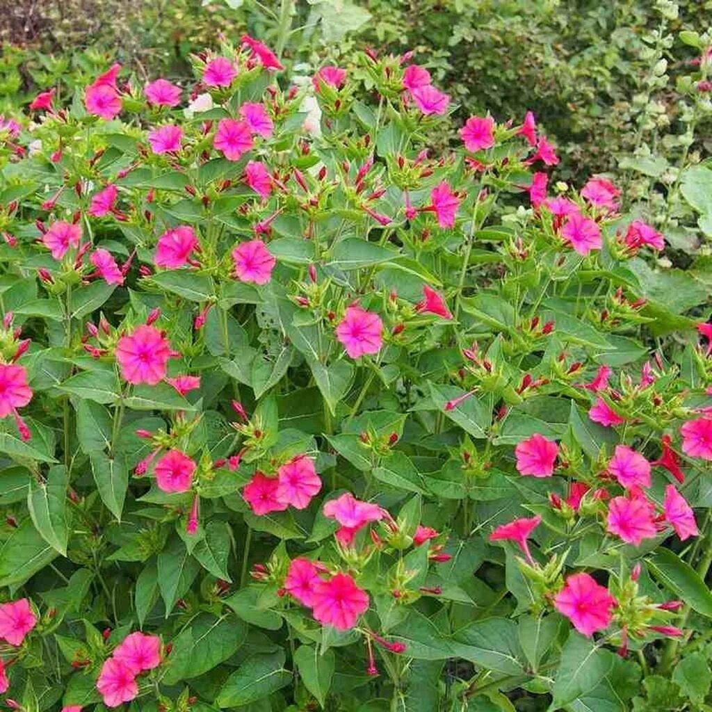 Мирабилис фото цветов 30 Belle de Nuit Seeds - цветы садовые многолетники - воспроизводимые крестьянск