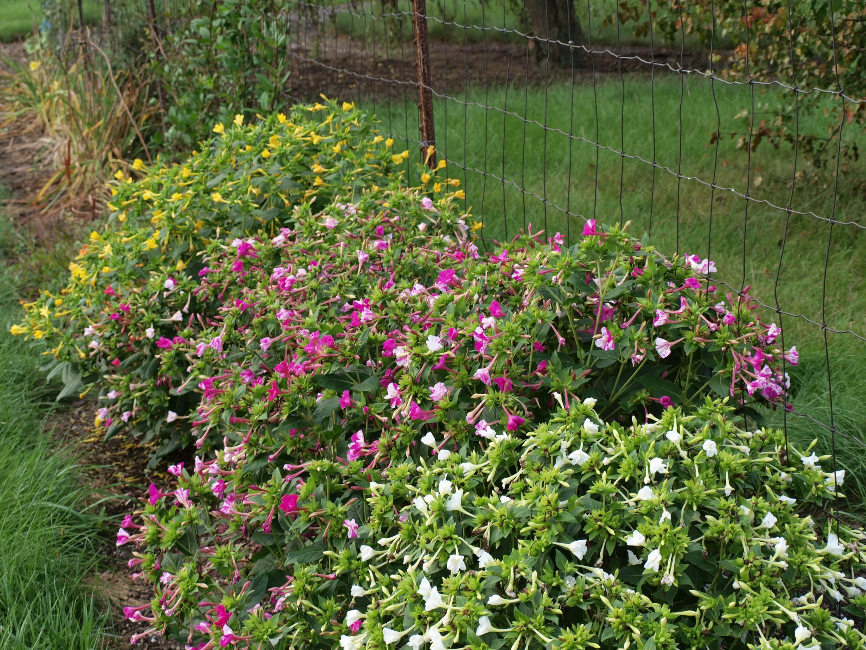 Мирабилис фото цветов на клумбе выращивание File:Mirabilis jalapa by F. D. Richards.jpg - Wikimedia Commons