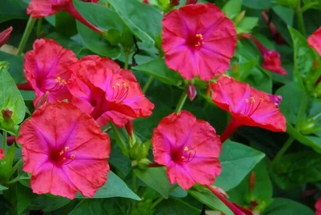 Мирабилис красный леденец фото на клумбе Mirabilis jalapa - 4 o'clock flowers - annual