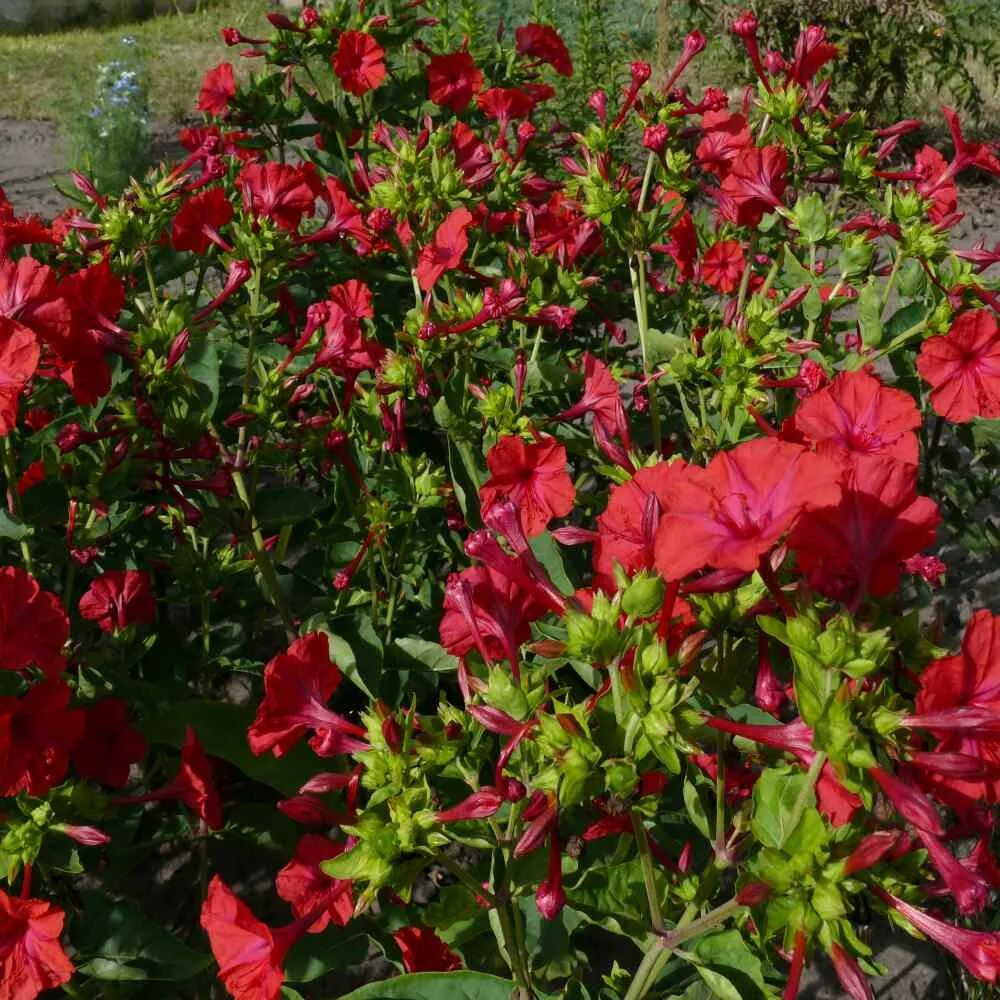 Мирабилис красный леденец фото на клумбе Four O' Clock Seeds - Mirabilis Jalapa Red Flower Seed