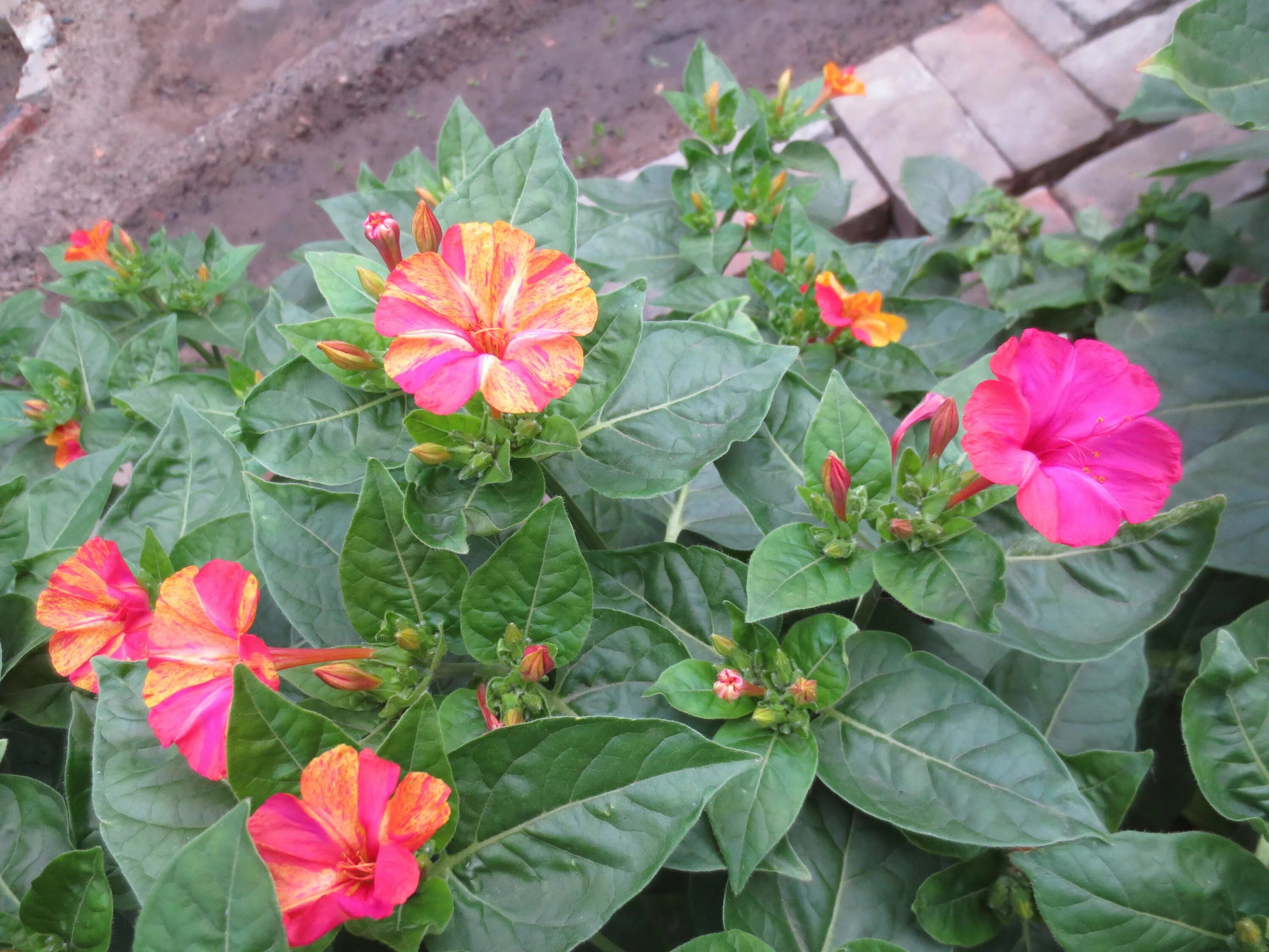 Мирабилис посадка и уход фото Мирабилис, или Ночная красавица (Mirabilis jalapa)