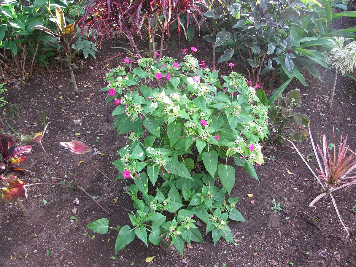 Мирабилис посадка и уход фото File:Starr-090730-3405-Mirabilis jalapa-flowering habit-Honolulu Airport-Oahu (2