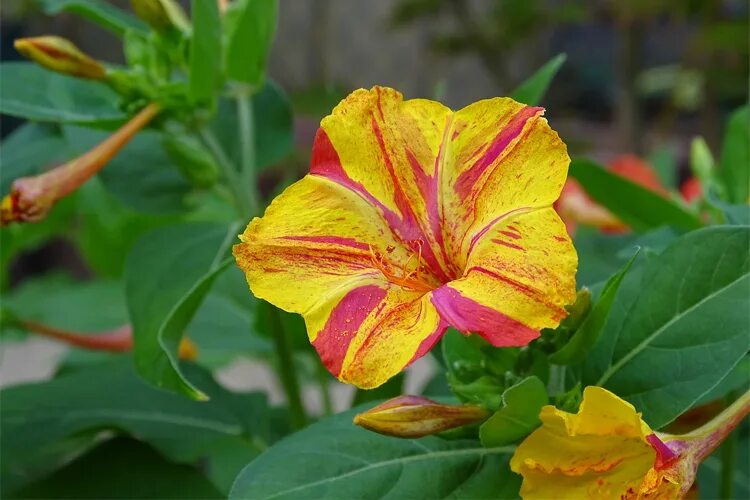 Мирабилис посадка и уход фото Мирабилис ялапа (Ночная красавица) (Mirabilis Jalapa) в наличии - Питомник Летни