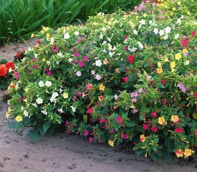 Мирабилис посадка и уход фото Клумба с мирабилис: высокие и широкие кусты Plantas bulbosas, Vinagre para las p