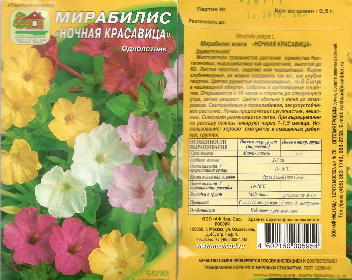Мирабилис семена фото и описание выращивание Все о мирабилисе: выращивание цветка из семян, посадка и уход в открытом грунте