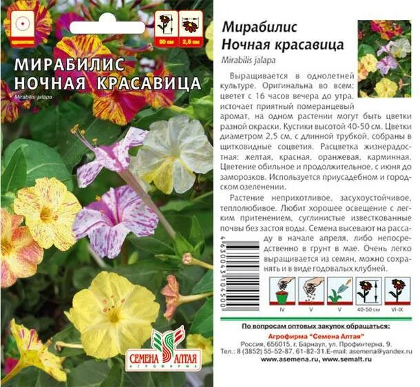 Мирабилис семена фото и описание выращивание Все о мирабилисе: выращивание цветка из семян, посадка и уход в открытом грунте