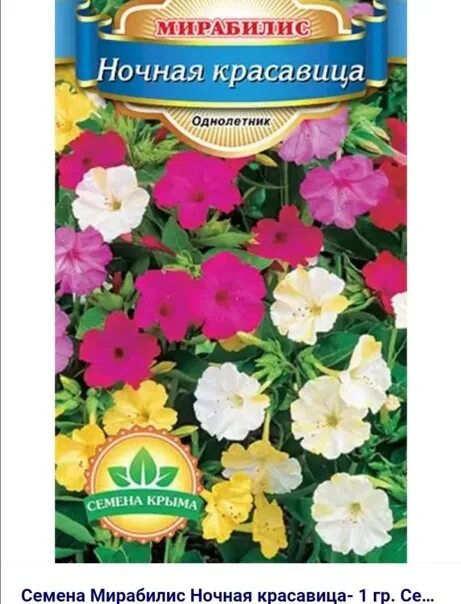 Мирабилис цветок семена фото Мирабилис цветок многолетний - найдено 88 фото