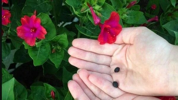 Мирабилис цветок семена фото Цветы мирабилиса и его семена Семена, Цветы, Цветение