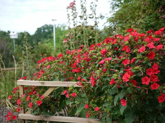 Мирабилис ялапа фото на клумбе Mirabilis jalapa 'Hot Glow', Four O'Clock