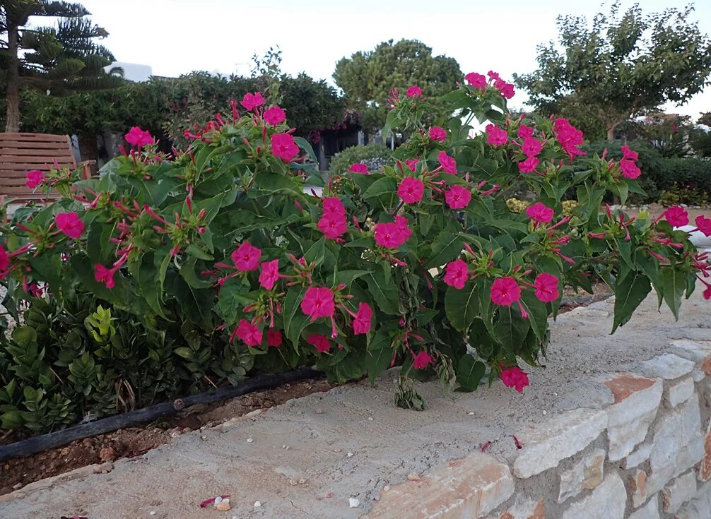 Мирабилис ялапа фото на клумбе Mirabilis jalapa - Image of an specimen - Plantarium