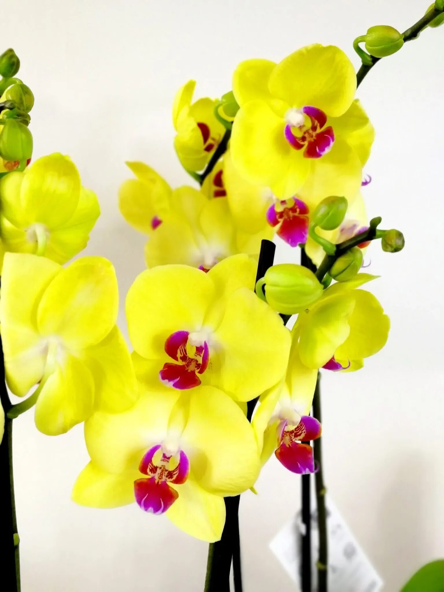 Мирафлор орхидея фото Орхидея Лос Анджелес Фото 78 фотографий