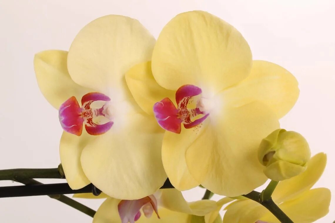 Мирафлор орхидея фото Орхидея мирафлор - фото онлайн на oir.mobi