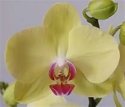 Мирафлор орхидея фото Сорта Орхидей Фаленопсис на букву M в магазине Мандарин