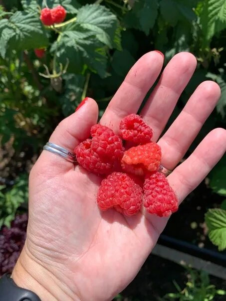 Мираж малина фото малина МИРАЖ - вкусная, сочная ягода . Саженцы ЗКС ПО 350 ₽ 2021 ВКонтакте