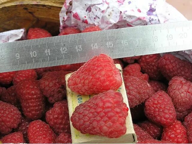 Мираж малина фото Саженцы малины мираж купить в Москве по цене от 590 рублей