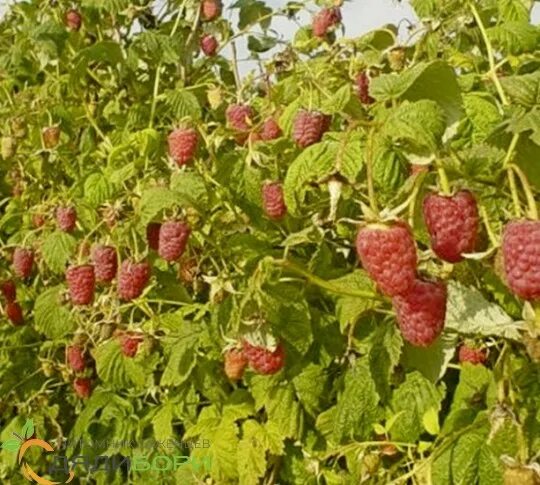 Мираж малина фото Саженцы малины Мираж купить в Москве и Подмосковье в интернет магазине питомника