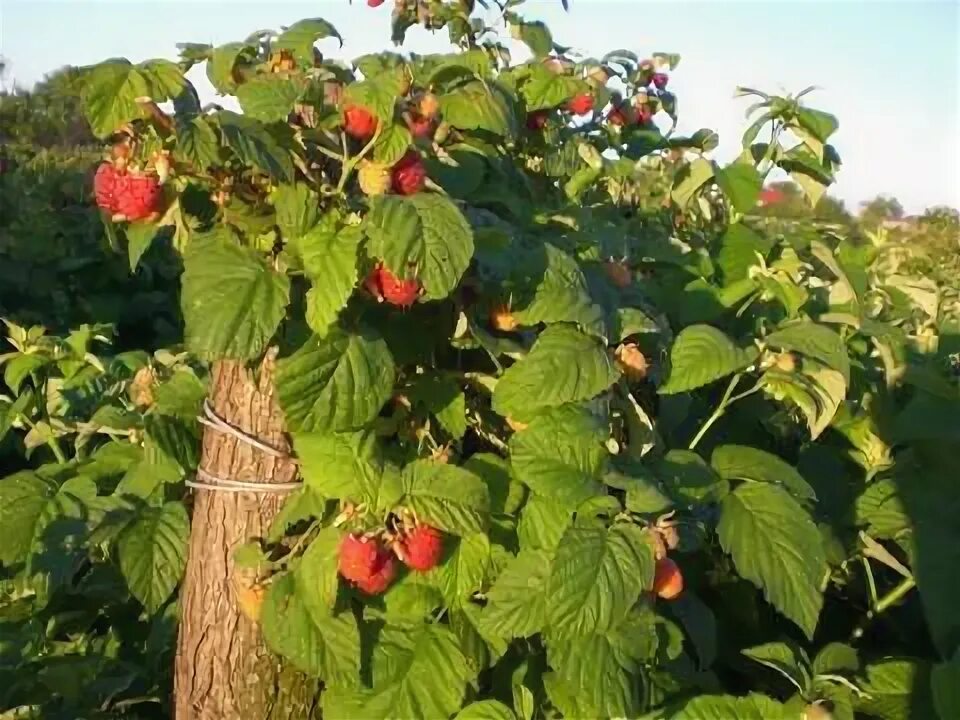 Мираж малина фото Картинки МАЛИНА МИРАЖ ОПИСАНИЕ ОТЗЫВЫ