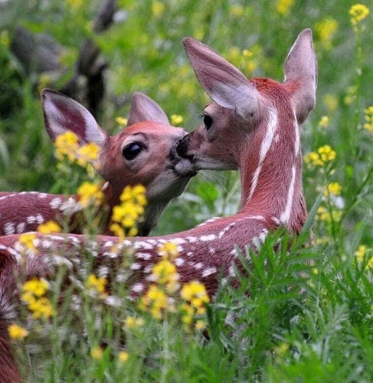 Мире животных картинки природа Pin by Barbara rathmanner on Bambi ❤ Cute animals, Animals kissing, Animals