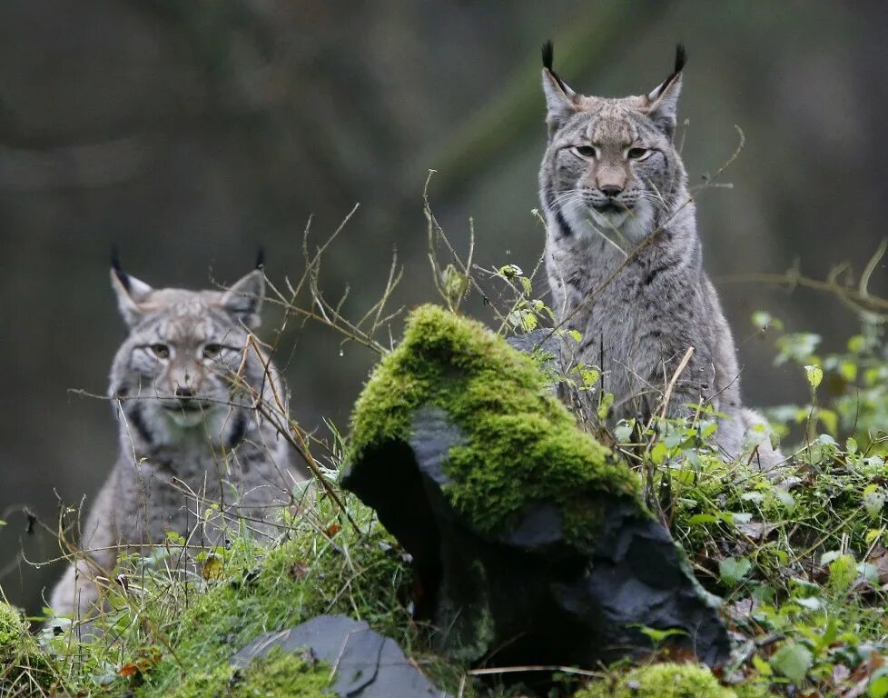 Мире животных картинки природа Carnivore Comeback: Wolves, Bears and Lynx Thrive in Europe