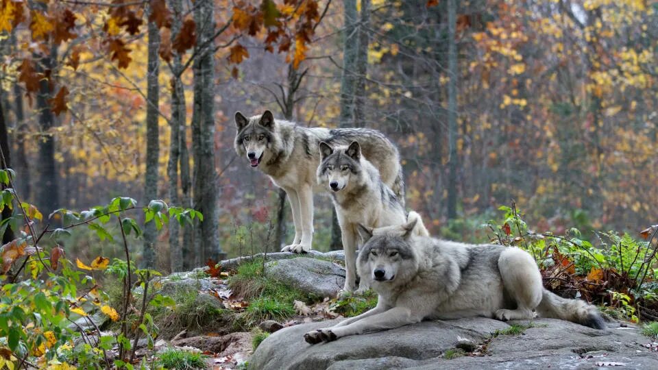 Мире животных картинки природа What to do if you encounter a wolf on the trail: safety guide