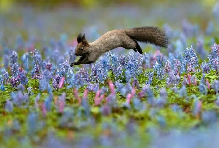 Мире животных картинки природа The week in wildlife - in pictures Rare animals, Animals, Animals wild