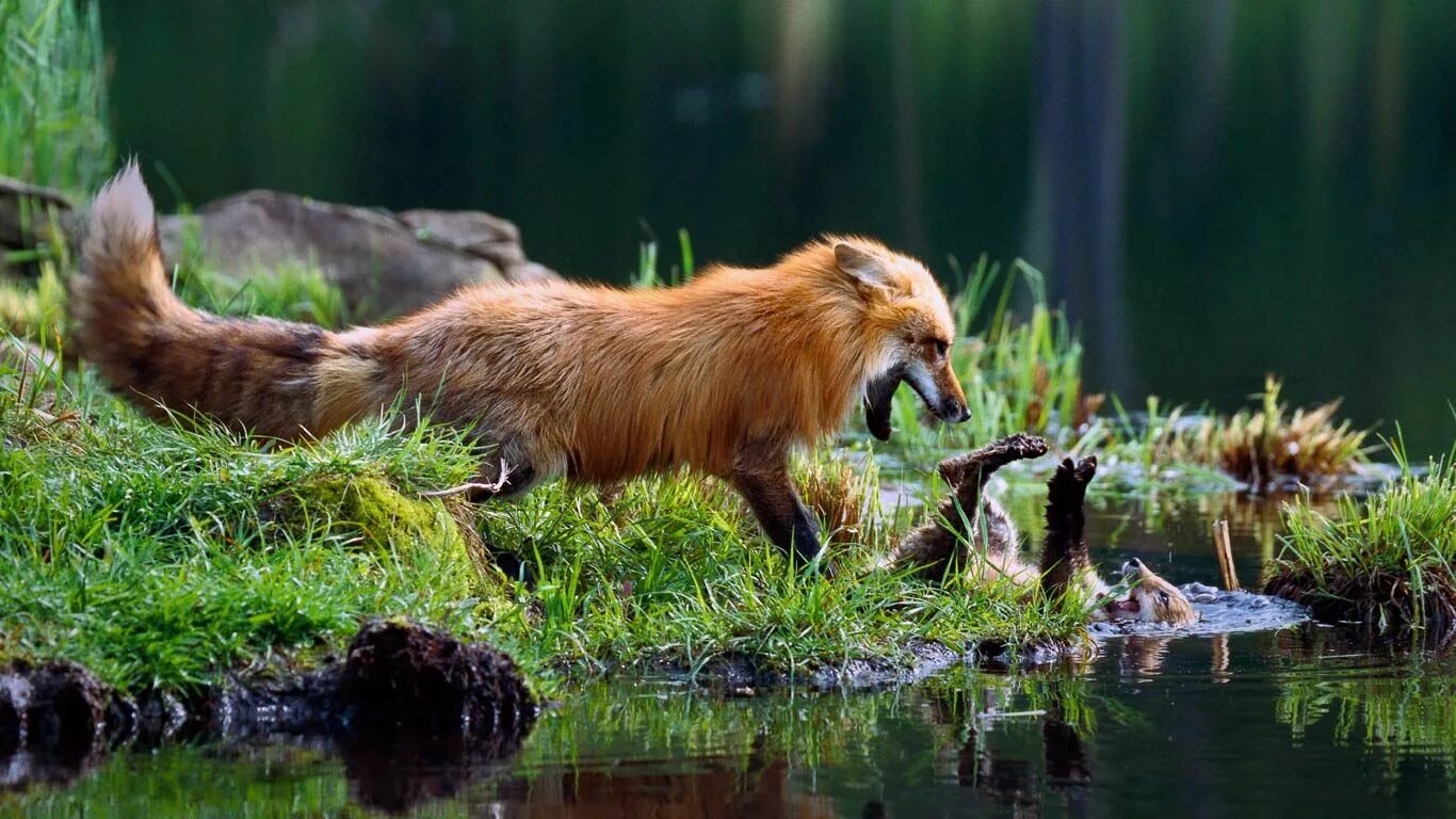 Мире животных картинки природа Foxes!!! Fox, Red fox, Animals