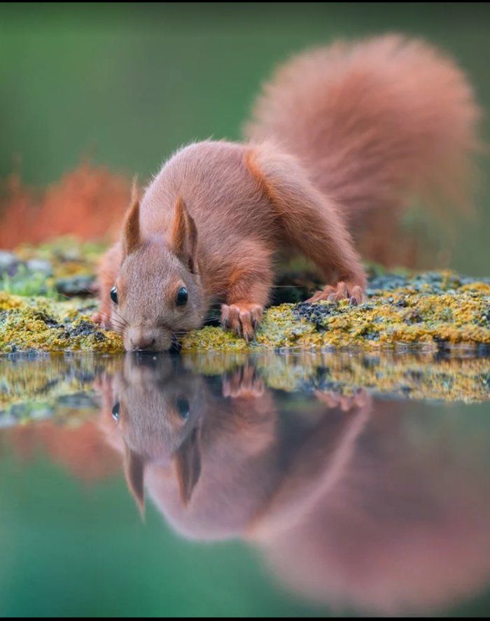 Мире животных картинки природа Твиттер Red squirrel, Nature tour, Squirrel