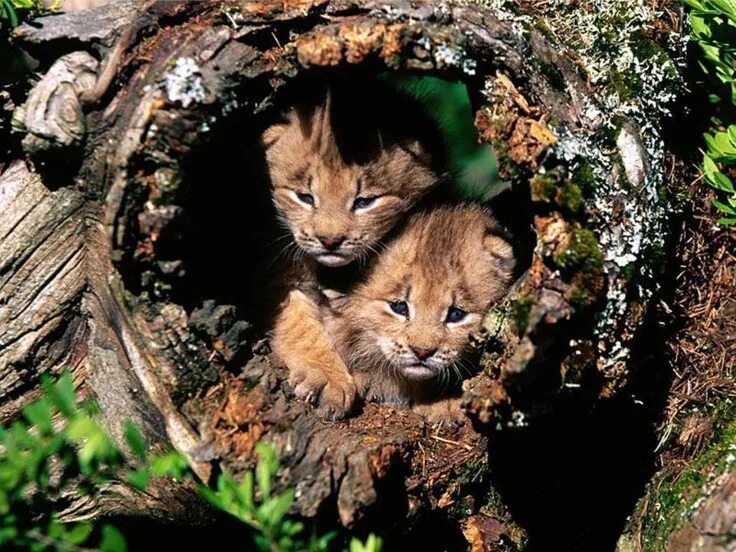 Мире животных картинки природа Pin by Kayla Brayley on Animals Wild animal wallpaper, Wild animals pictures, An
